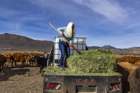Senior blonde woman forking hay to cows. Mackay, Idaho, USA.