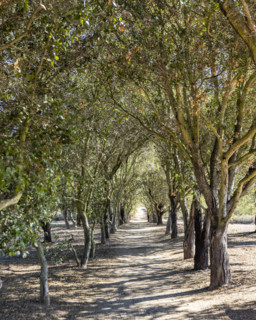 Treelined footpath on sunny day. Temecula, California, USA.