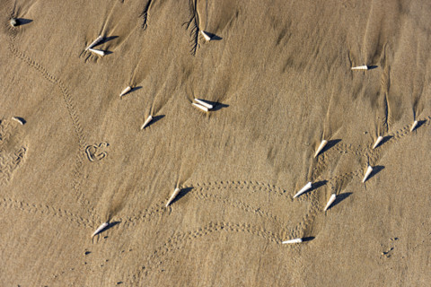 Overhead view of small sea shells on sand. , Guanacaste, Costa Rica.