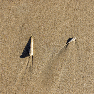 Overhead view of small sea shells on sand. , Guanacaste, Costa Rica.