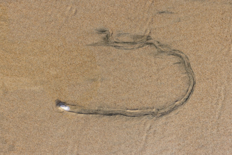 Overhead view of mollusk trail in wet sand. , Guanacaste, Costa Rica.