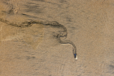 Overhead view of mollusk trail in wet sand. , Guanacaste, Costa Rica.