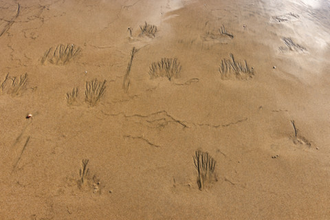 Abstract patterns on beach sand. , Guanacaste, Costa Rica.