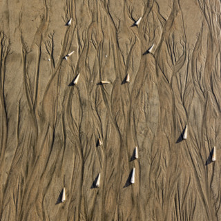 Abstract patterns and shells on beach sand. , Guanacaste, Costa Rica.