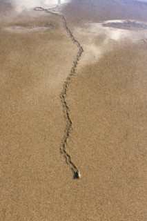 Overhead view of mollusk trail in wet sand. , Guanacaste, Costa Rica.