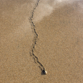 Overhead view of mollusk trail in wet sand. , Guanacaste, Costa Rica.