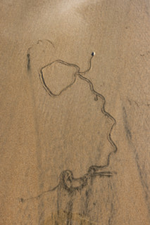Overhead view of mollusk trail in wet sand. , Guanacaste, Costa Rica.