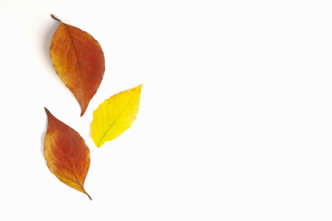 Studio shot of Dogwood and Beech leaves in fall color. Mendham, New Jersey, USA.