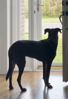 Mixed breed dog waiting by front door. Nashville, Tennessee, USA.