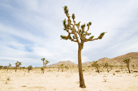 Joshua Trees growing in arid landscape. Joshua Tree, California, USA.