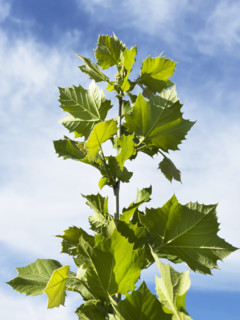 Low angle view of Sycamore tree top against sky. Nashville, Tennessee, USA.