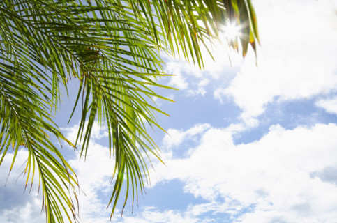Sun shining through palm fronds against sky, St. John, United States Virgin Islands, USA.