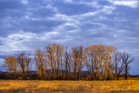 Clouds above field with trees at sunset, Bellevue, Idaho, USA.