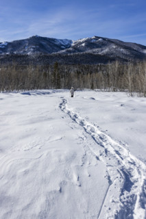 Rear view of woman snowshoeing in Winter landscape, Sun Valley, Idaho, USA.