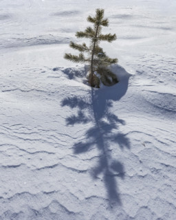 Small pine tree growing in snow, Sun Valley, Idaho, USA.