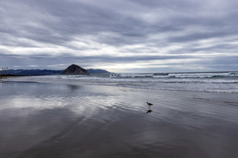 Seabird on wet beach with Morro Rock in distance, Morro Bay, California, USA.