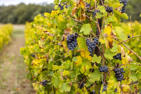 Close-up of wine grapes on vine, Gordes, Vaucluse, France.