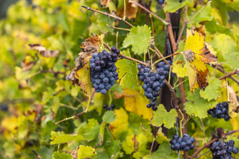 Close-up of ripe wine grapes on vine, Gordes, Vaucluse, France.