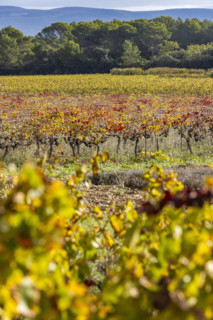 Vineyard in morning light, Gordes, Vaucluse, France.