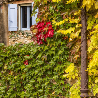 Cottage covered with green ivy leaves in fall colors, Gordes, Vaucluse, France.