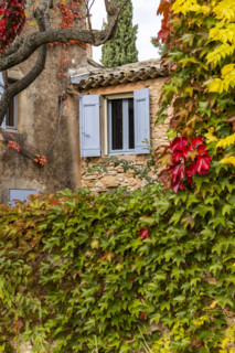 Cottage covered with green ivy leaves in fall colors, Gordes, Vaucluse, France.