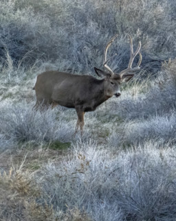 Buck Mule Deer foraging in field, Zion National Park, Utah, USA.