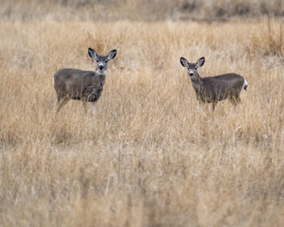 Two mule deer in grassy field, Bellevue, Idaho, USA.
