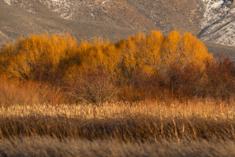 Marsh in late afternoon sunlight, Bellevue, Idaho, USA.