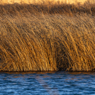 Marsh in late afternoon sunlight, Bellevue, Idaho, USA.