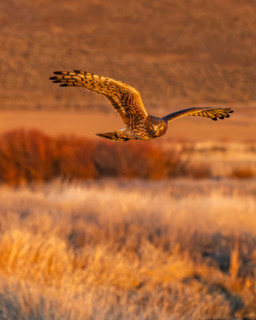 Harrier Hawk hunting over river at sunset, Bellevue, Idaho, USA.