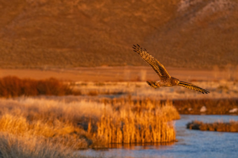 Harrier Hawk hunting over river at sunset, Bellevue, Idaho, USA.