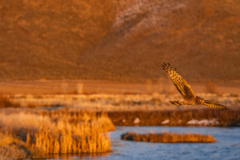 Harrier Hawk hunting over river at sunset, Bellevue, Idaho, USA.