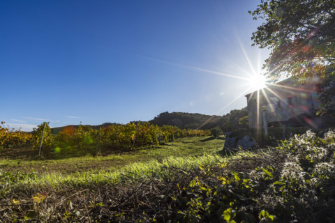 Sun rising over vineyard, Bonnieux, Vaucluse, France.