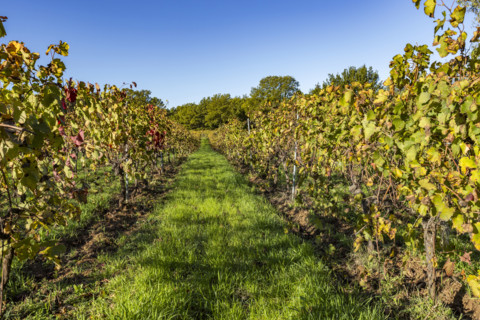 Vineyard in morning light, Bonnieux, Vaucluse, France.