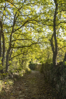 Old stone wall and empty footpath, Bonnieux, Vaucluse, France.