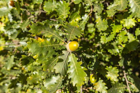 Close-up of acorn on oak tree on sunny day, Bonnieux, Vaucluse, France.