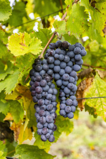 Close-up of ripe wine grapes on vine, Gordes, Vaucluse, France.