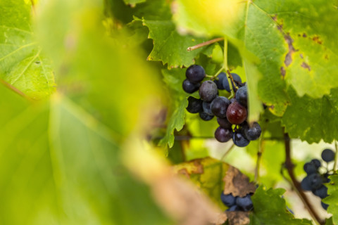 Close-up of ripe wine grapes on vine, Gordes, Vaucluse, France.