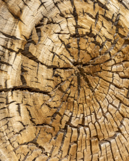 Close-up of ancient cut tree, Zion National Park, Utah, USA.