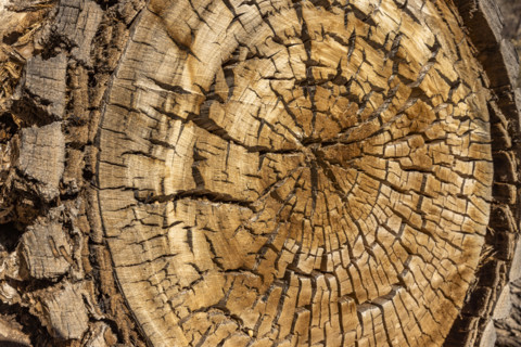 Close-up of ancient cut tree, Zion National Park, Utah, USA.