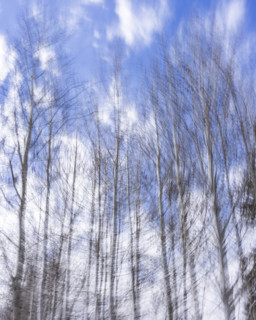Trees against sky with clouds, blurred motion, Bellevue, Idaho, USA.