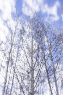 Trees against sky with clouds, blurred motion, Bellevue, Idaho, USA.