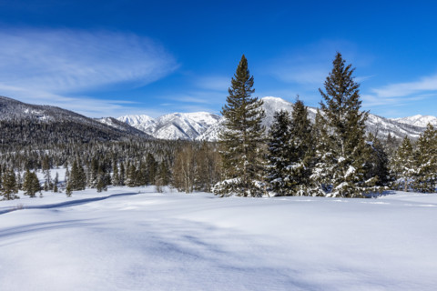 Pristine snow field with trees on sunny day, Sun Valley, Idaho, USA.