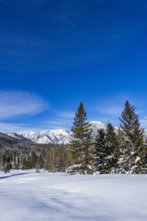 Pristine snow field with trees on sunny day, Sun Valley, Idaho, USA.