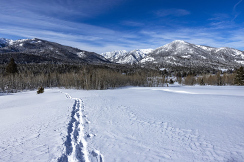 Tracks through snow in field on sunny day, Sun Valley, Idaho, USA.