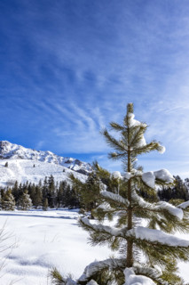 Pine tree in snow covered field, Sun Valley, Idaho, USA.