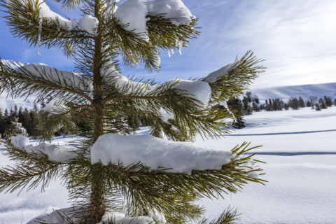 Close-up of pine tree in snow covered field, Sun Valley, Idaho, USA.