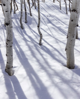 Aspen sapling trunks in snow, Sun Valley, Idaho, USA.