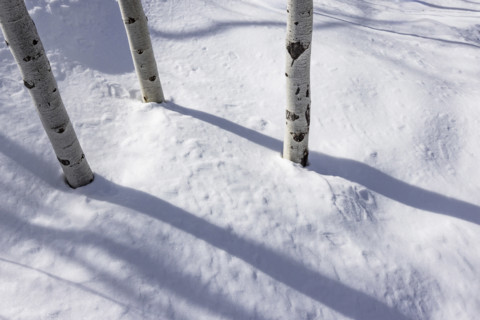 Aspen sapling trunks in snow, Sun Valley, Idaho, USA.