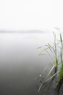 Soft rain on cattail reeds by lake shore, Stillwater, New Jersey, USA.